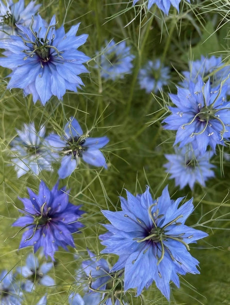 Nigella 'Miss Jekyll Mixed' (Love - in - a - mist) Seeds - Dandys Landscape Supplies