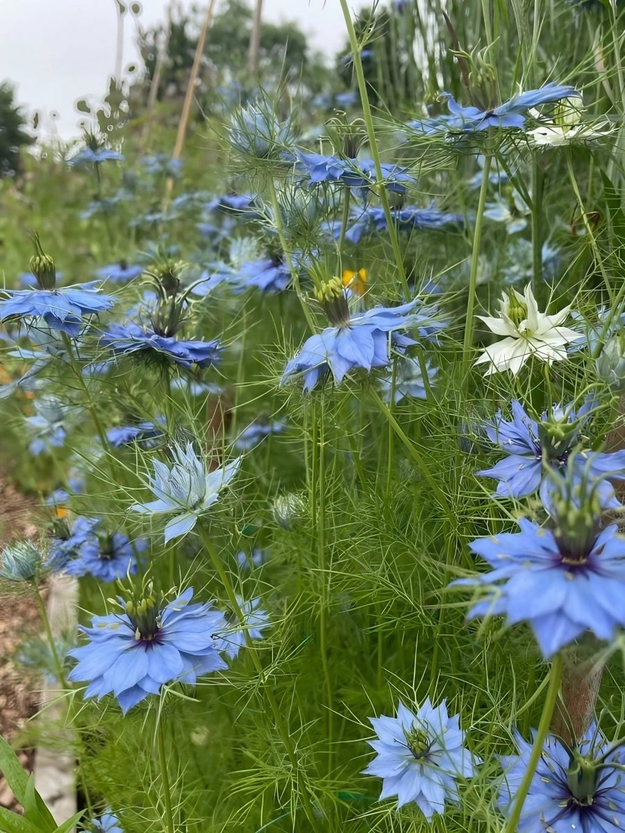 Nigella 'Miss Jekyll Mixed' (Love - in - a - mist) Seeds - Dandys Landscape Supplies