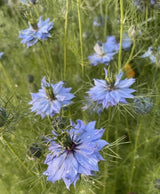 Nigella 'Miss Jekyll Mixed' (Love - in - a - mist) Seeds - Dandys Landscape Supplies