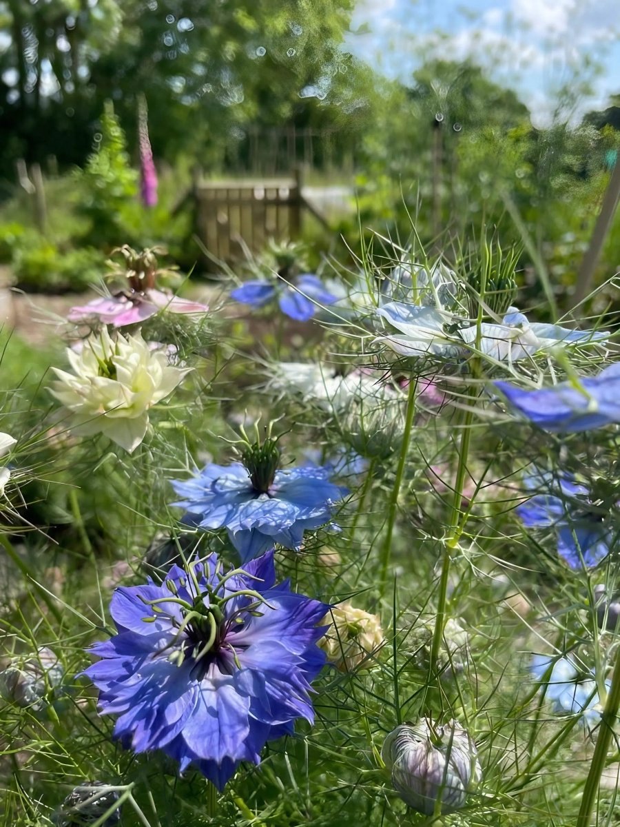 Nigella 'Miss Jekyll Mixed' (Love - in - a - mist) Seeds - Dandys Landscape Supplies