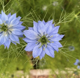 Nigella 'Miss Jekyll Mixed' (Love - in - a - mist) Seeds - Dandys Landscape Supplies