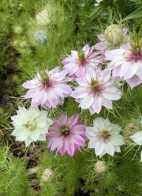 Nigella Mulberry Rose (Love - in - a - mist) - Dandys Landscape Supplies