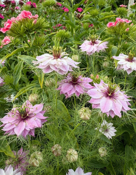 Nigella Mulberry Rose (Love - in - a - mist) - Dandys Landscape Supplies