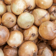 Onion Seeds - Bedfordshire Champion - Dandys Landscape Supplies