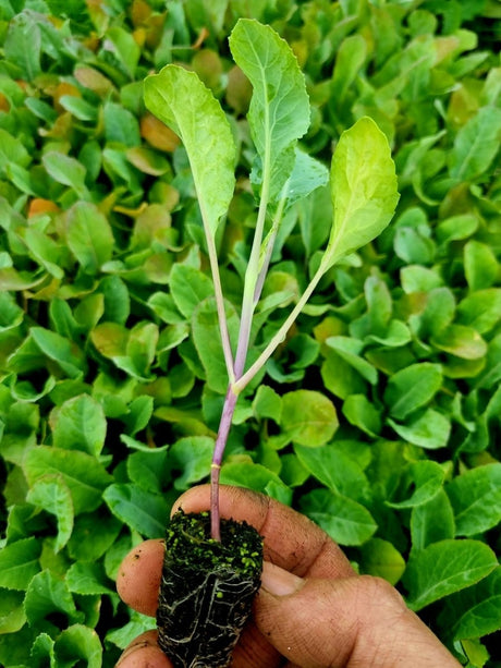 Orange Cauliflower Plug Plants - "Grow Your Own" Vegetables **Letterbox Friendly** - Dandys Landscape Supplies