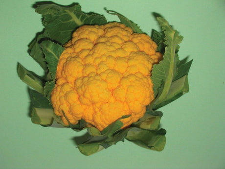 Orange Cauliflower Plug Plants - "Grow Your Own" Vegetables **Letterbox Friendly** - Dandys Landscape Supplies