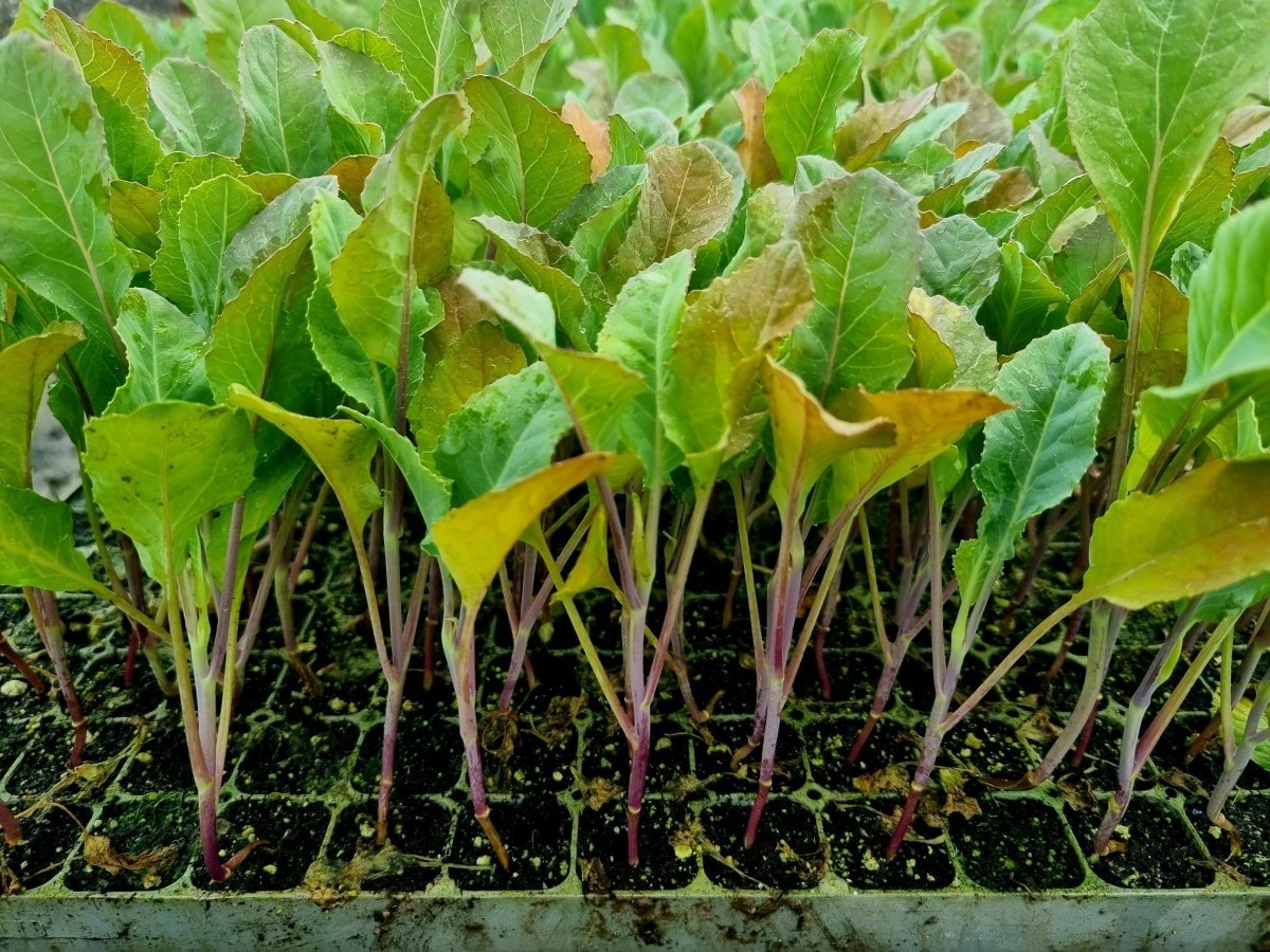 Orange Cauliflower Plug Plants - "Grow Your Own" Vegetables **Letterbox Friendly** - Dandys Landscape Supplies