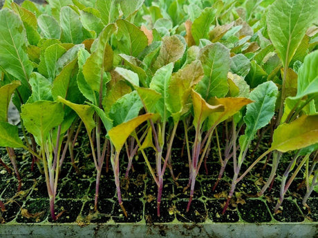 Orange Cauliflower Plug Plants - "Grow Your Own" Vegetables **Letterbox Friendly** - Dandys Landscape Supplies