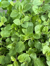 Oregano Herb Plug Plants "Grow your Own" Herbs **LETTERBOX FRIENDLY** - Dandys Landscape Supplies