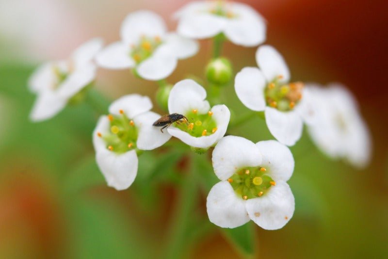Orius Thrips Killer - Dandys Landscape Supplies