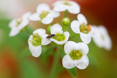 Orius Thrips Killer - Dandys Landscape Supplies