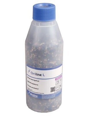 Orius Thrips Killer - Dandys Landscape Supplies
