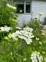 Orlaya Grandiflora - Dandys Landscape Supplies