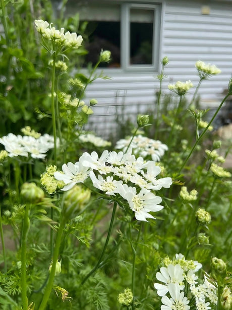 Orlaya Grandiflora - Dandys Landscape Supplies