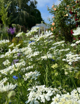 Orlaya Grandiflora - Dandys Landscape Supplies