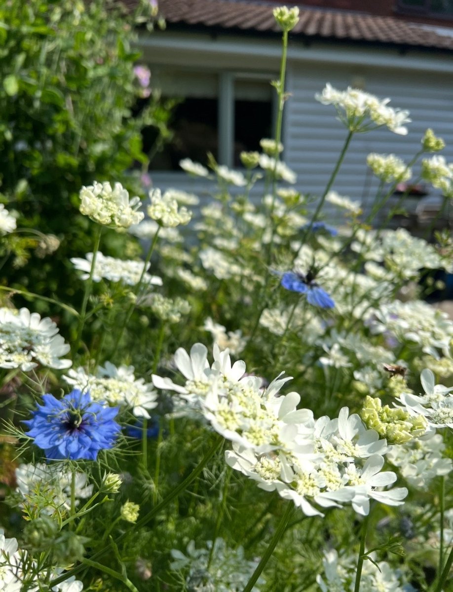 Orlaya Grandiflora - Dandys Landscape Supplies