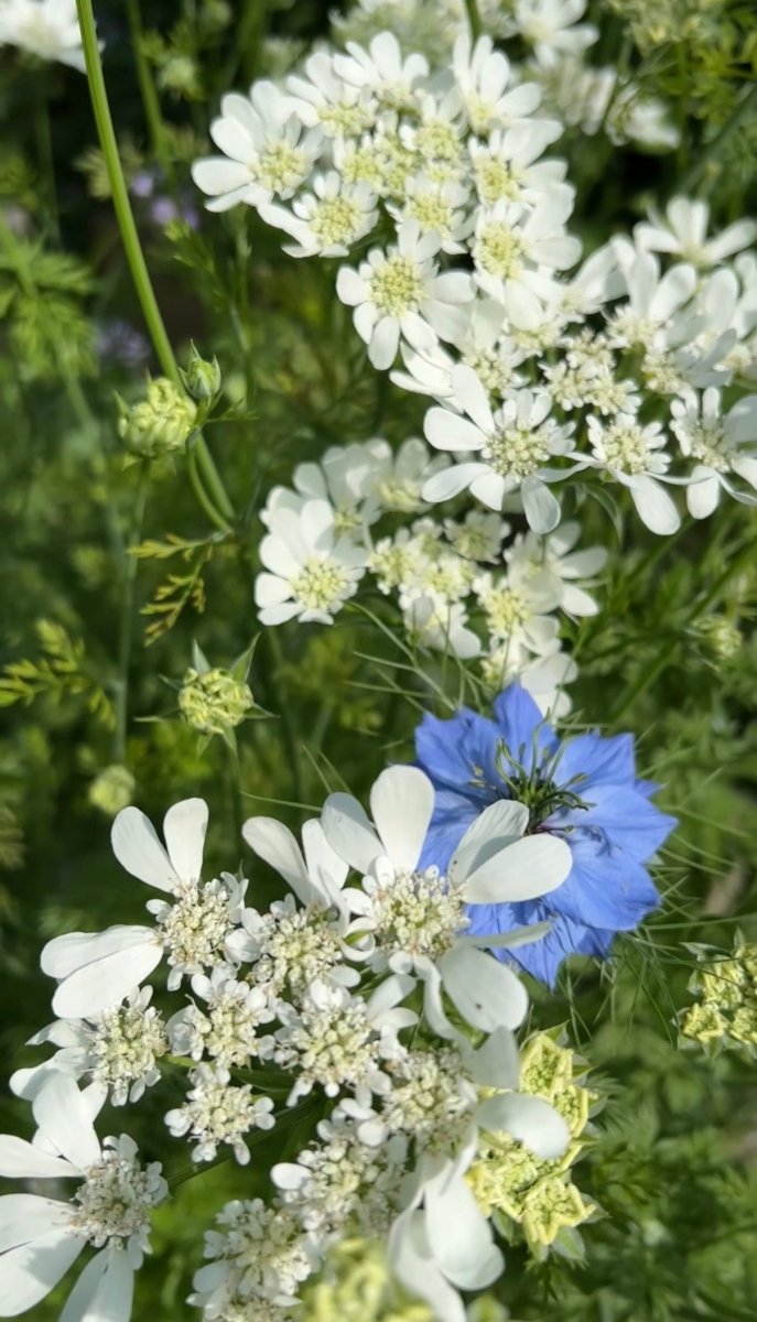 Orlaya Grandiflora - Dandys Landscape Supplies