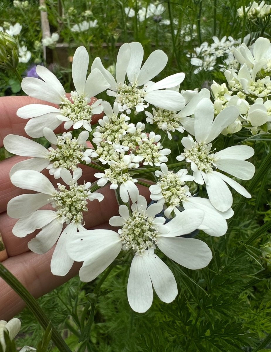 Orlaya Grandiflora - Dandys Landscape Supplies
