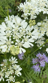Orlaya Grandiflora - Dandys Landscape Supplies