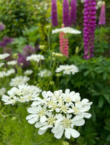 Orlaya Grandiflora - Dandys Landscape Supplies