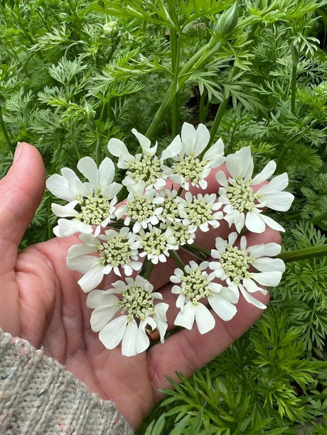 Orlaya Grandiflora - Dandys Landscape Supplies