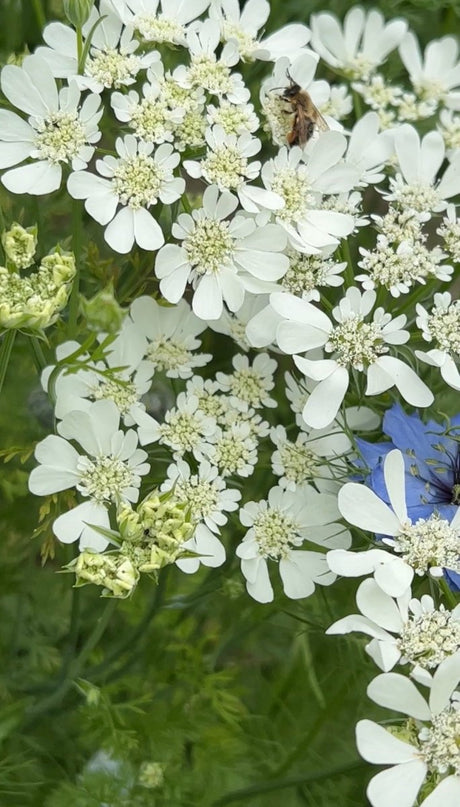 Orlaya Grandiflora - Dandys Landscape Supplies