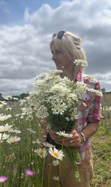 Orlaya Grandiflora - Dandys Landscape Supplies