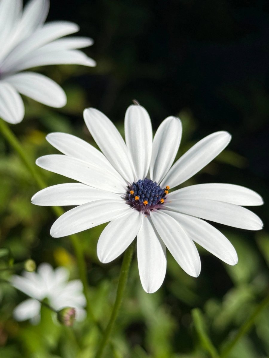 Osteospermum Sky and Ice - African Daisy Seeds - Dandys Landscape Supplies