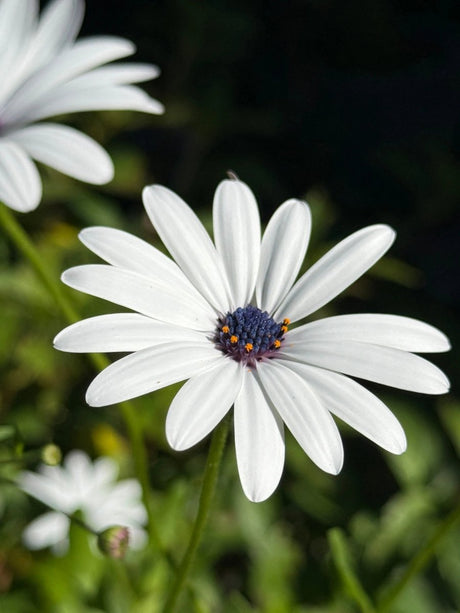 Osteospermum Sky and Ice - African Daisy Seeds - Dandys Landscape Supplies