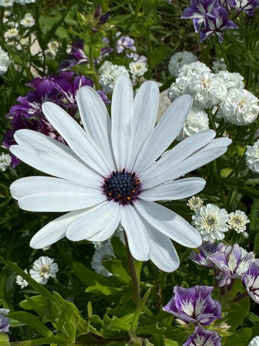 Osteospermum Sky and Ice - African Daisy Seeds - Dandys Landscape Supplies