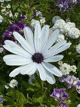 Osteospermum Sky and Ice - African Daisy Seeds - Dandys Landscape Supplies
