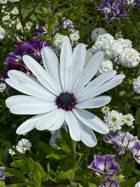 Osteospermum Sky and Ice - African Daisy Seeds - Dandys Landscape Supplies