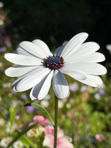 Osteospermum Sky and Ice - African Daisy Seeds - Dandys Landscape Supplies