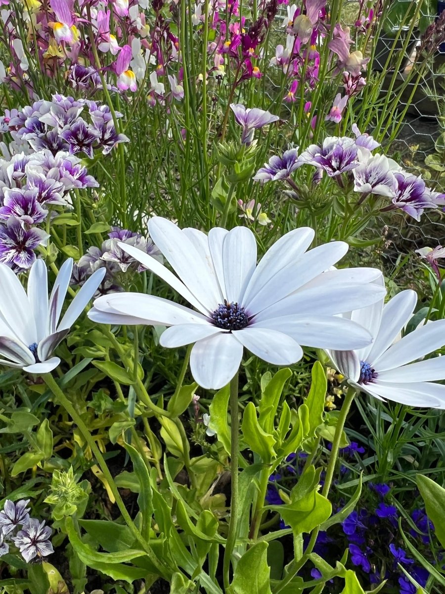 Osteospermum Sky and Ice - African Daisy Seeds - Dandys Landscape Supplies