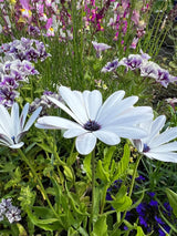 Osteospermum Sky and Ice - African Daisy Seeds - Dandys Landscape Supplies