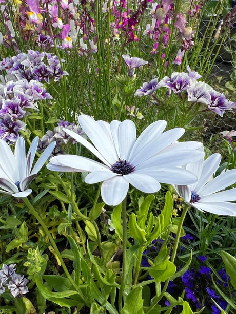 Osteospermum Sky and Ice - African Daisy Seeds - Dandys Landscape Supplies