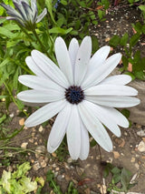 Osteospermum Sky and Ice - African Daisy Seeds - Dandys Landscape Supplies