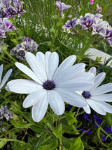 Osteospermum Sky and Ice - African Daisy Seeds - Dandys Landscape Supplies