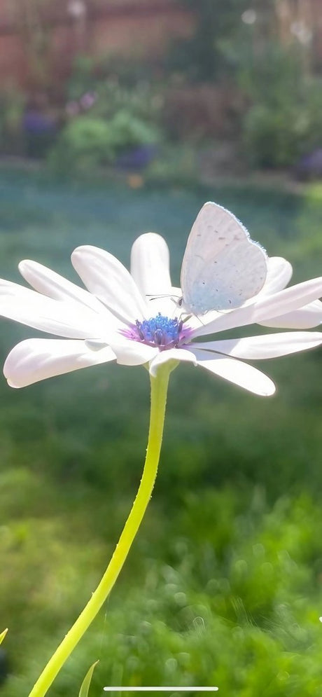 Osteospermum Sky and Ice - African Daisy Seeds - Dandys Landscape Supplies