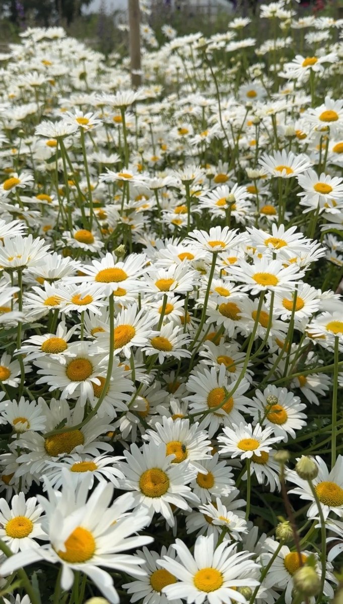 Oxeye Daisy - Dandys Landscape Supplies