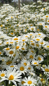 Oxeye Daisy - Dandys Landscape Supplies
