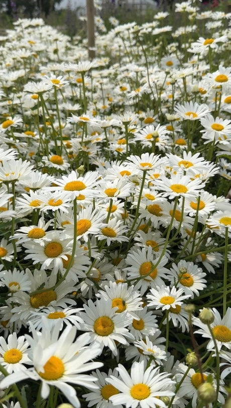 Oxeye Daisy - Dandys Landscape Supplies