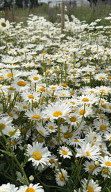 Oxeye Daisy - Dandys Landscape Supplies