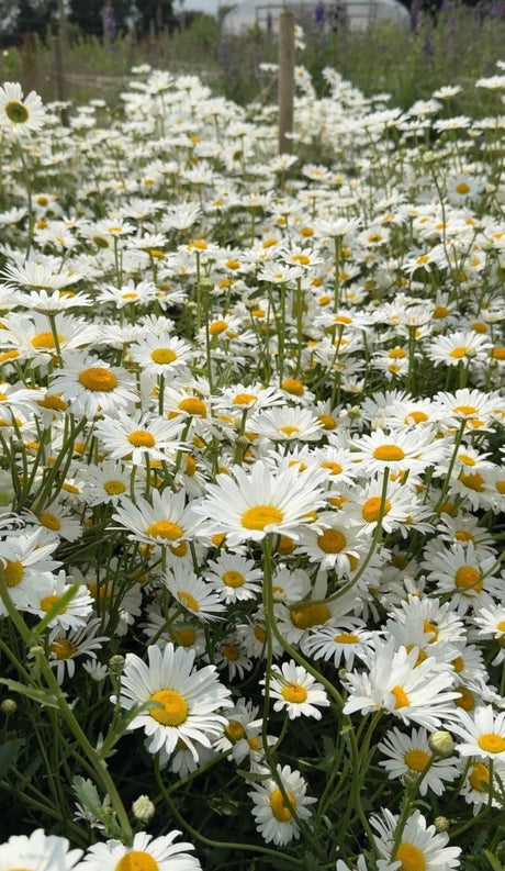 Oxeye Daisy - Dandys Landscape Supplies