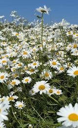 Oxeye Daisy - Dandys Landscape Supplies
