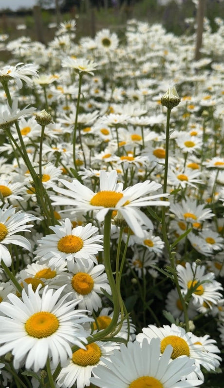 Oxeye Daisy - Dandys Landscape Supplies