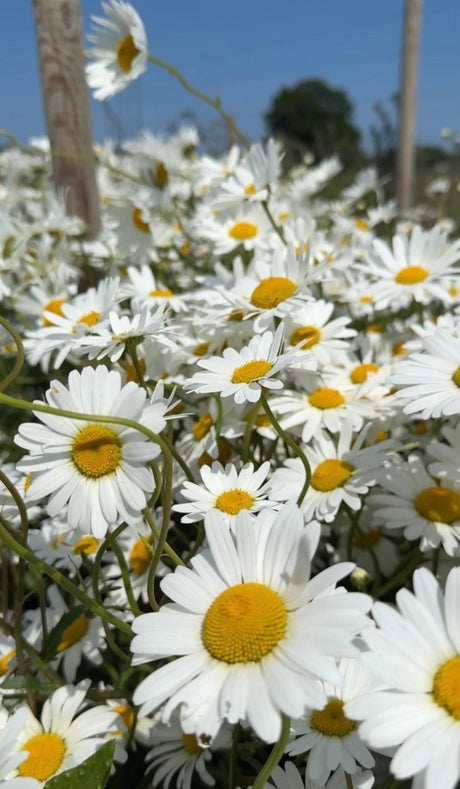 Oxeye Daisy - Dandys Landscape Supplies