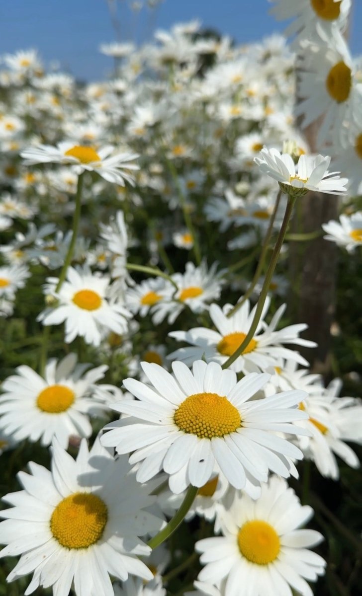 Oxeye Daisy - Dandys Landscape Supplies