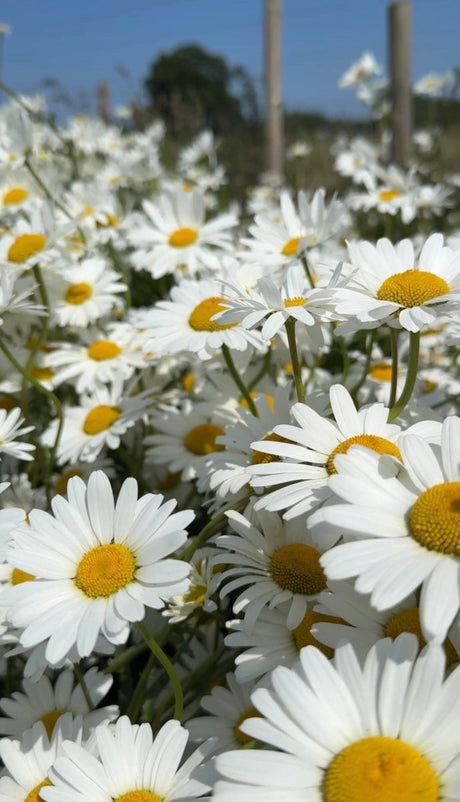 Oxeye Daisy - Dandys Landscape Supplies