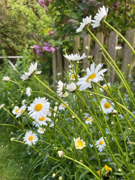 Oxeye Daisy - Dandys Landscape Supplies